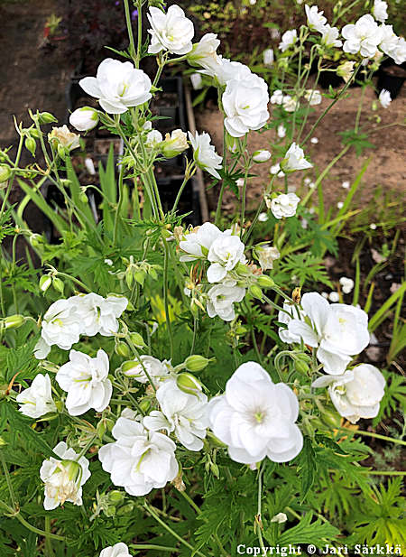 Geranium pratense 'Laura', kylkurjenpolvi